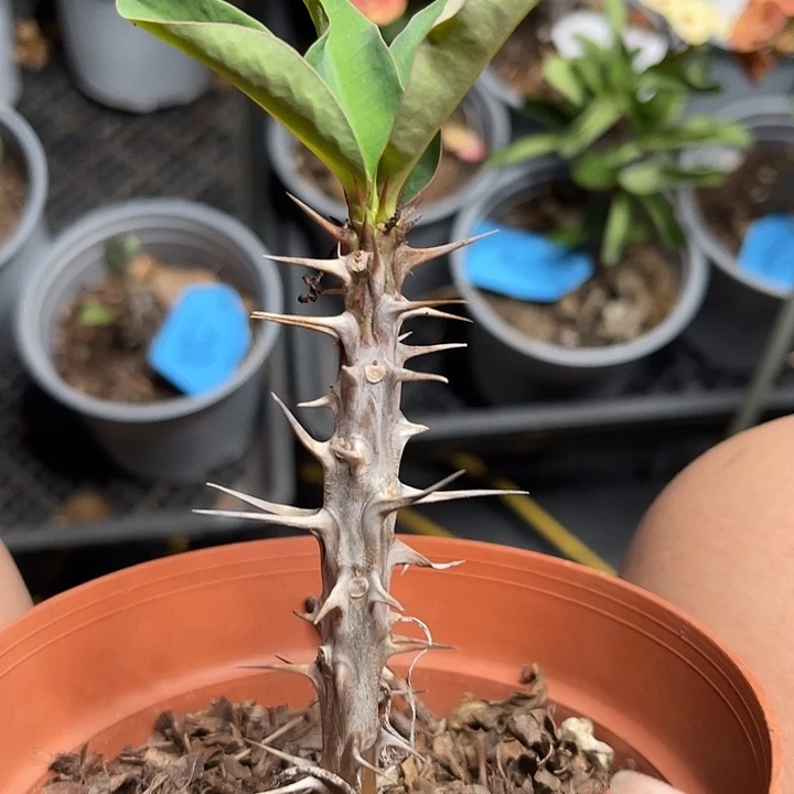 虎刺梅带根64号不确定