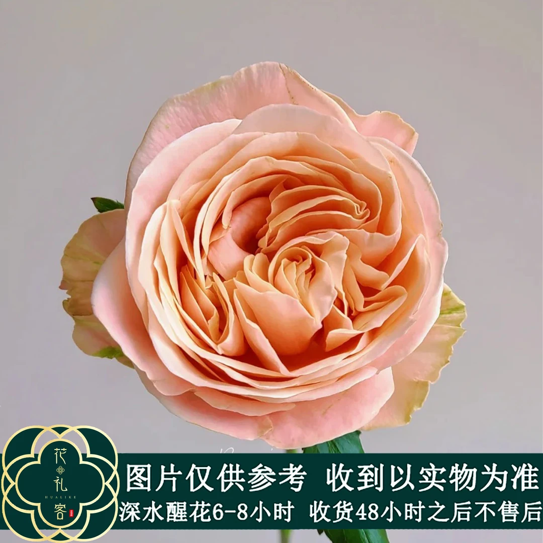 七叶花坊#玫瑰 【夏日恋情】鲜花优选 顺丰直发