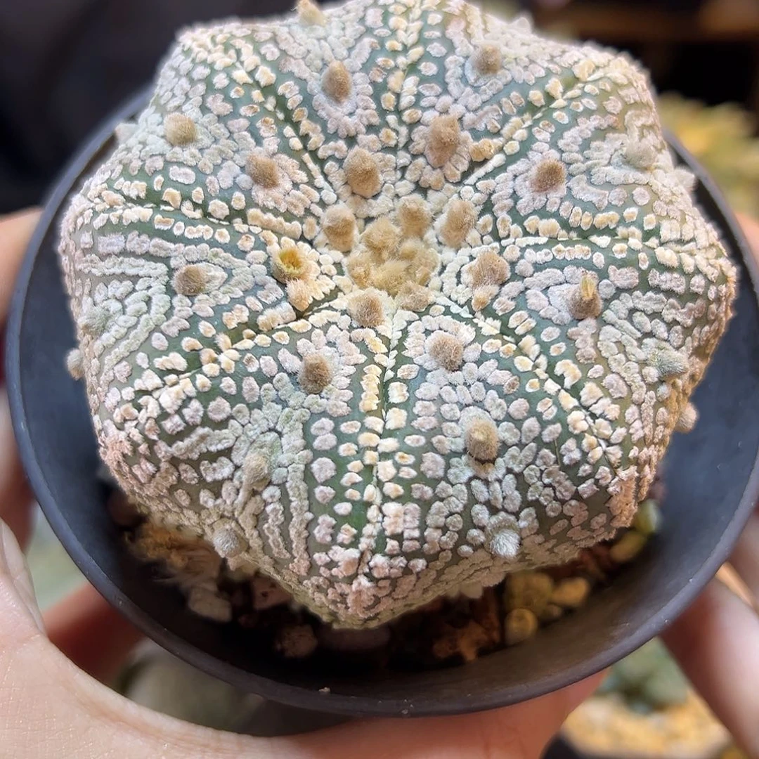 39号实生矮扁海星超兜8.3公分