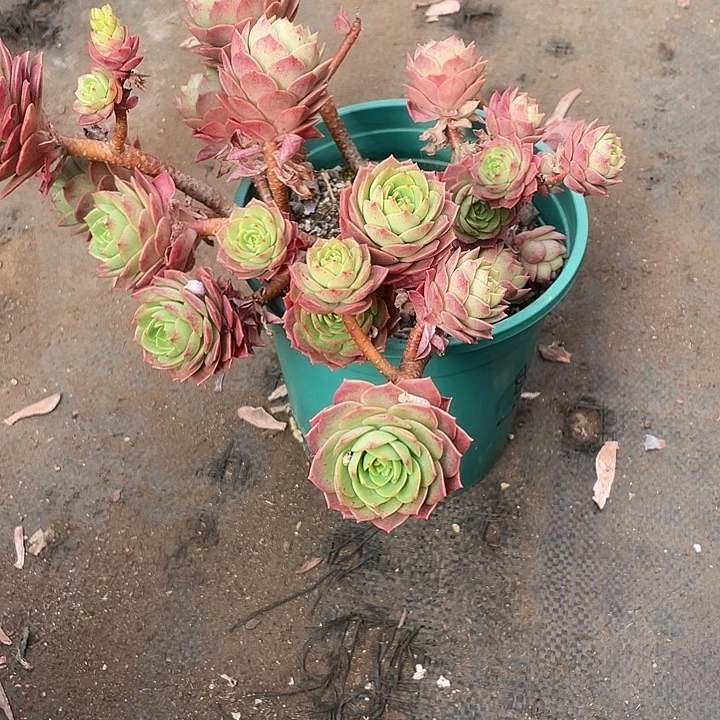 如***）多肉植物，一物一拍