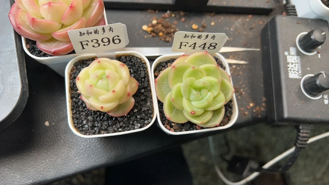 知和的多肉专拍链接