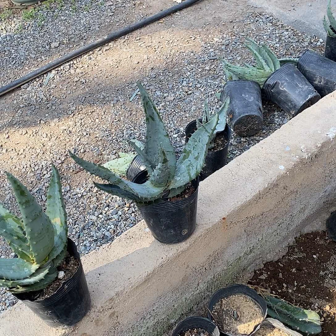 15公分左右鬼切芦荟