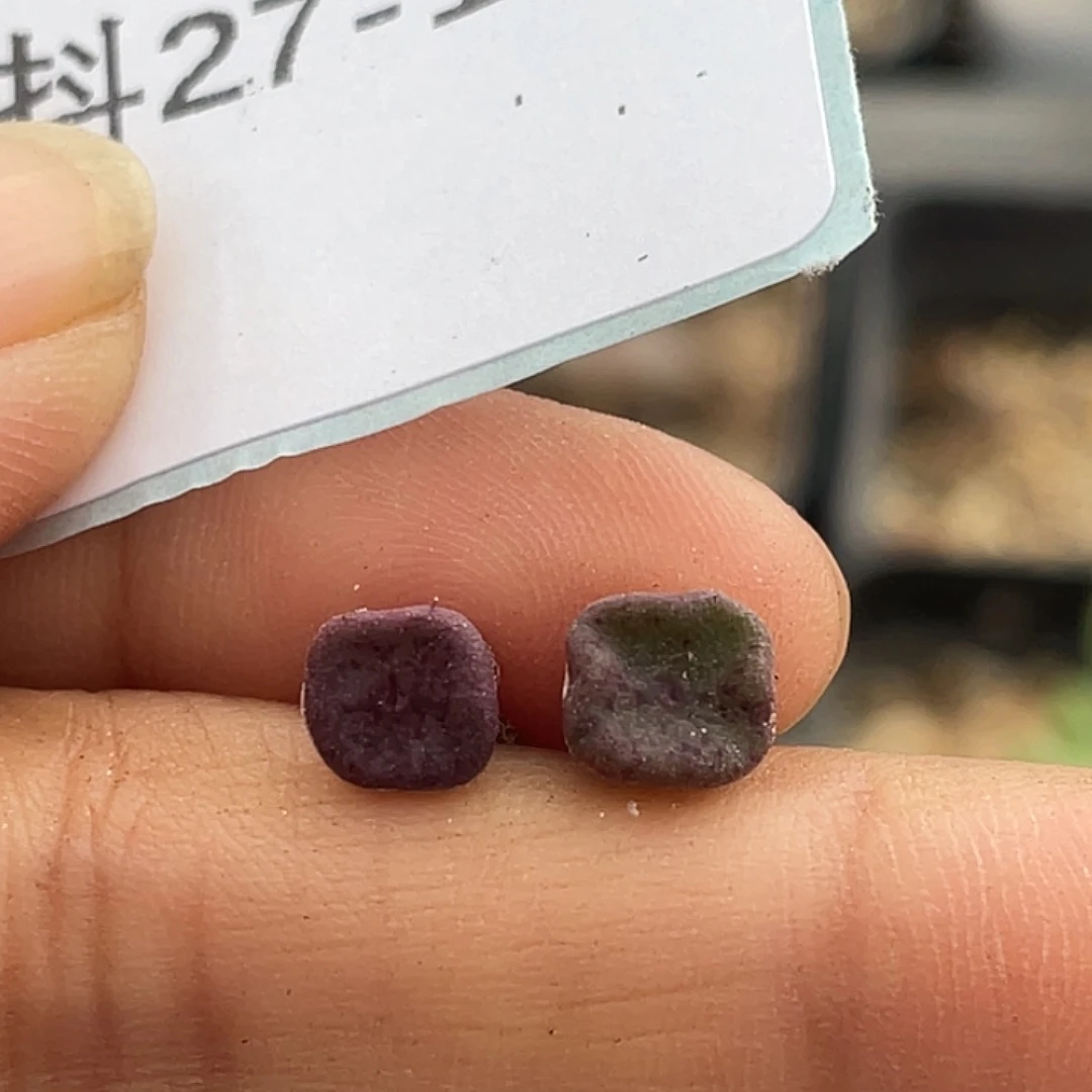 27-16方碗多肉植物