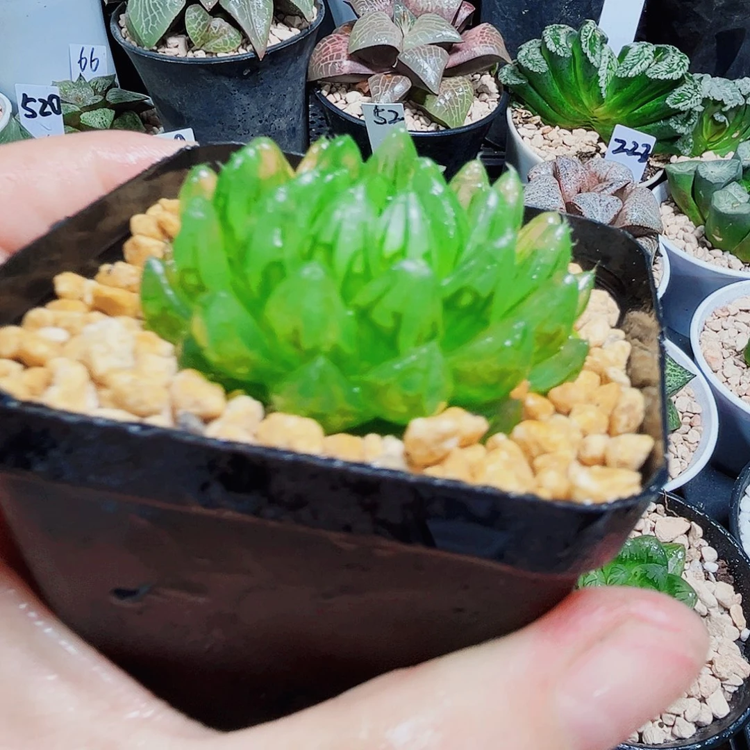 蝉翼玉露多肉植物6666