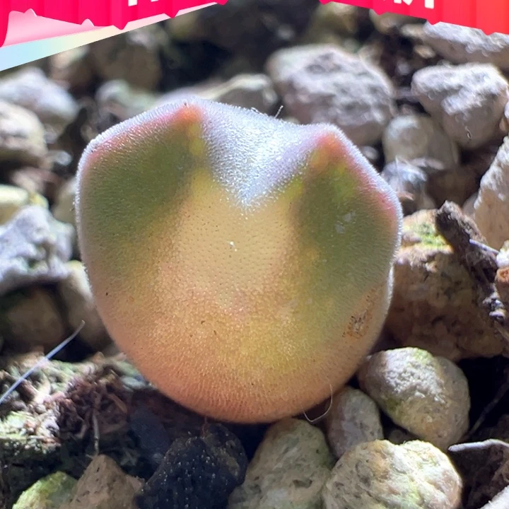 w371。青蛙2年大眼睛 粉体88折后价