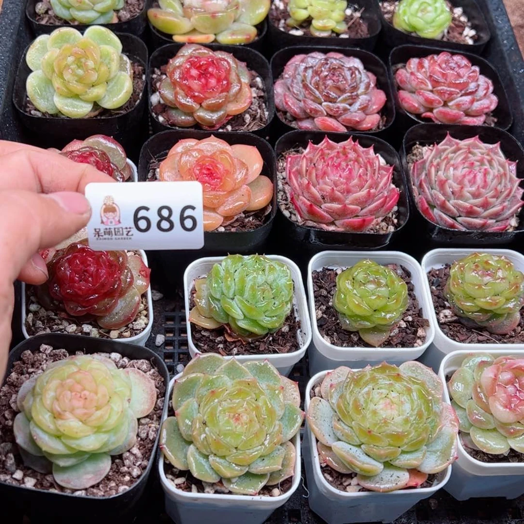 修****?多肉植物多肉植物