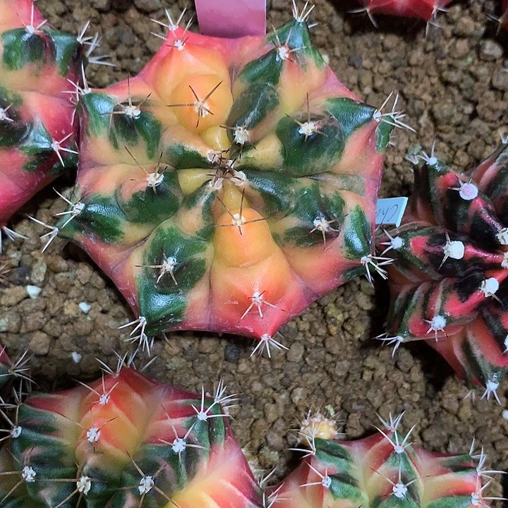 237-0425泰国发货多肉