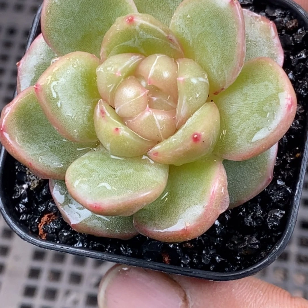 天官赐福百无禁忌