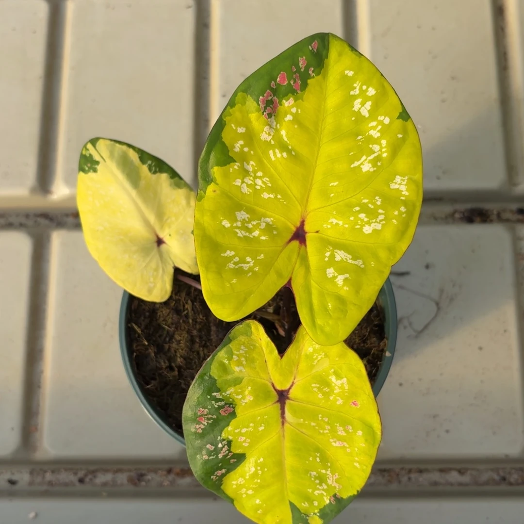 黛比泰国彩叶芋34-1208