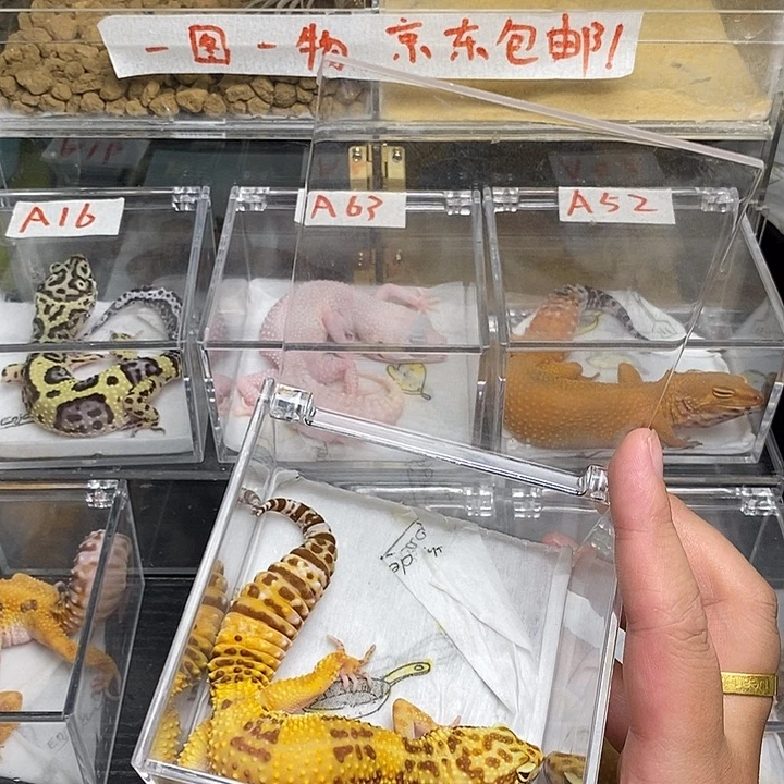 豹纹守宫9999999999999