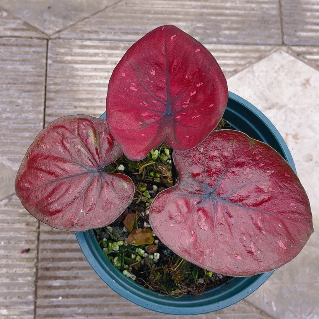 完全开放泰彩一物一拍837