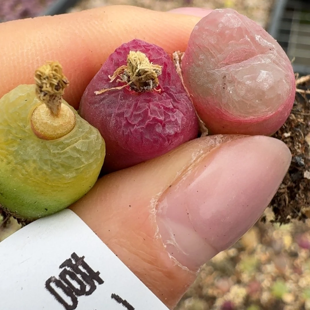 365三颗000000000000