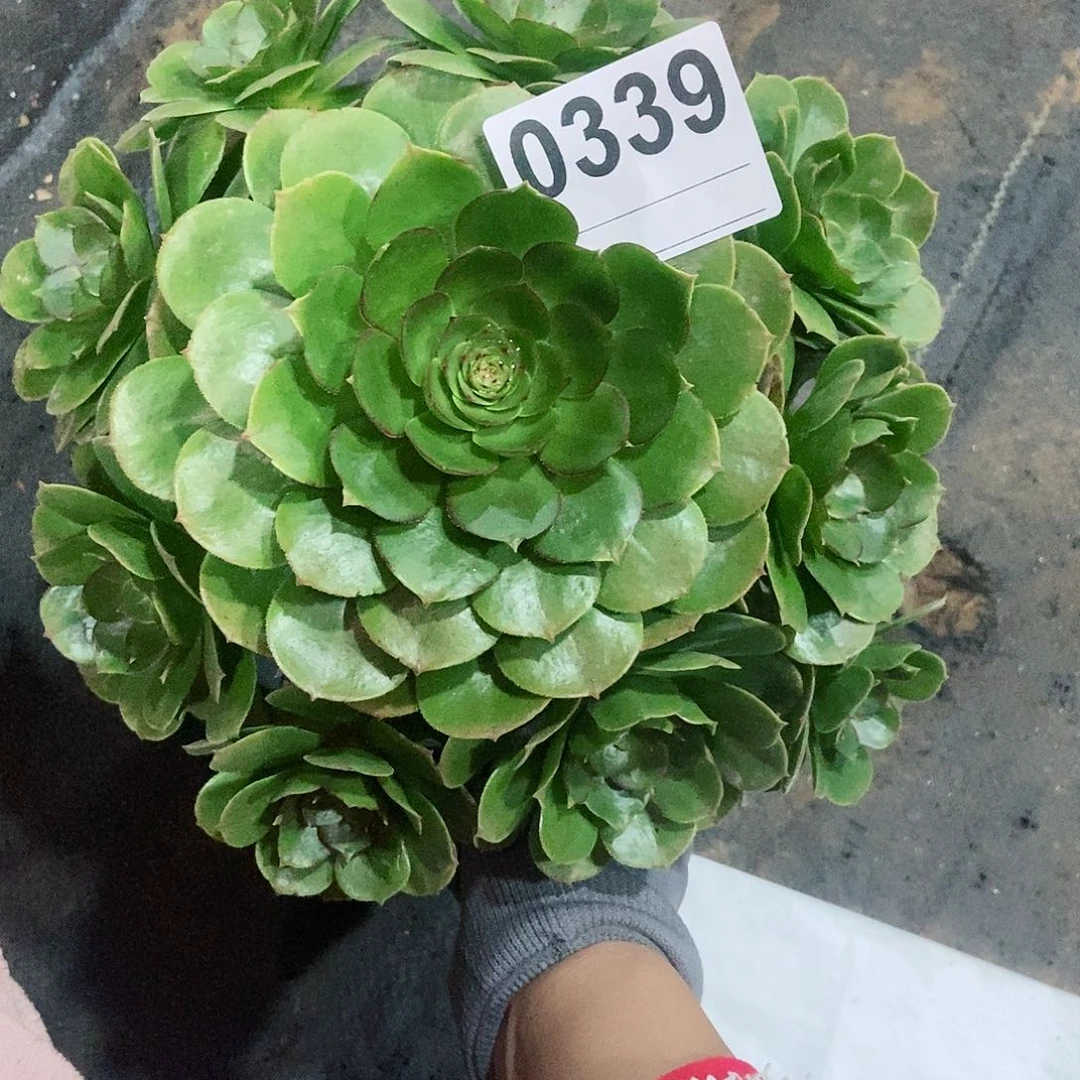 红陶0339万圣节3多肉小颗