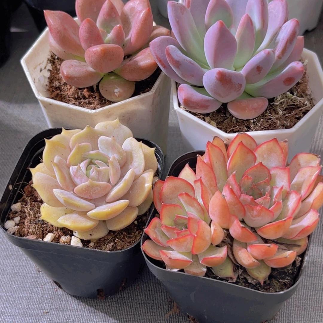 桃花源 奥普。露娜莲。菲娜娜