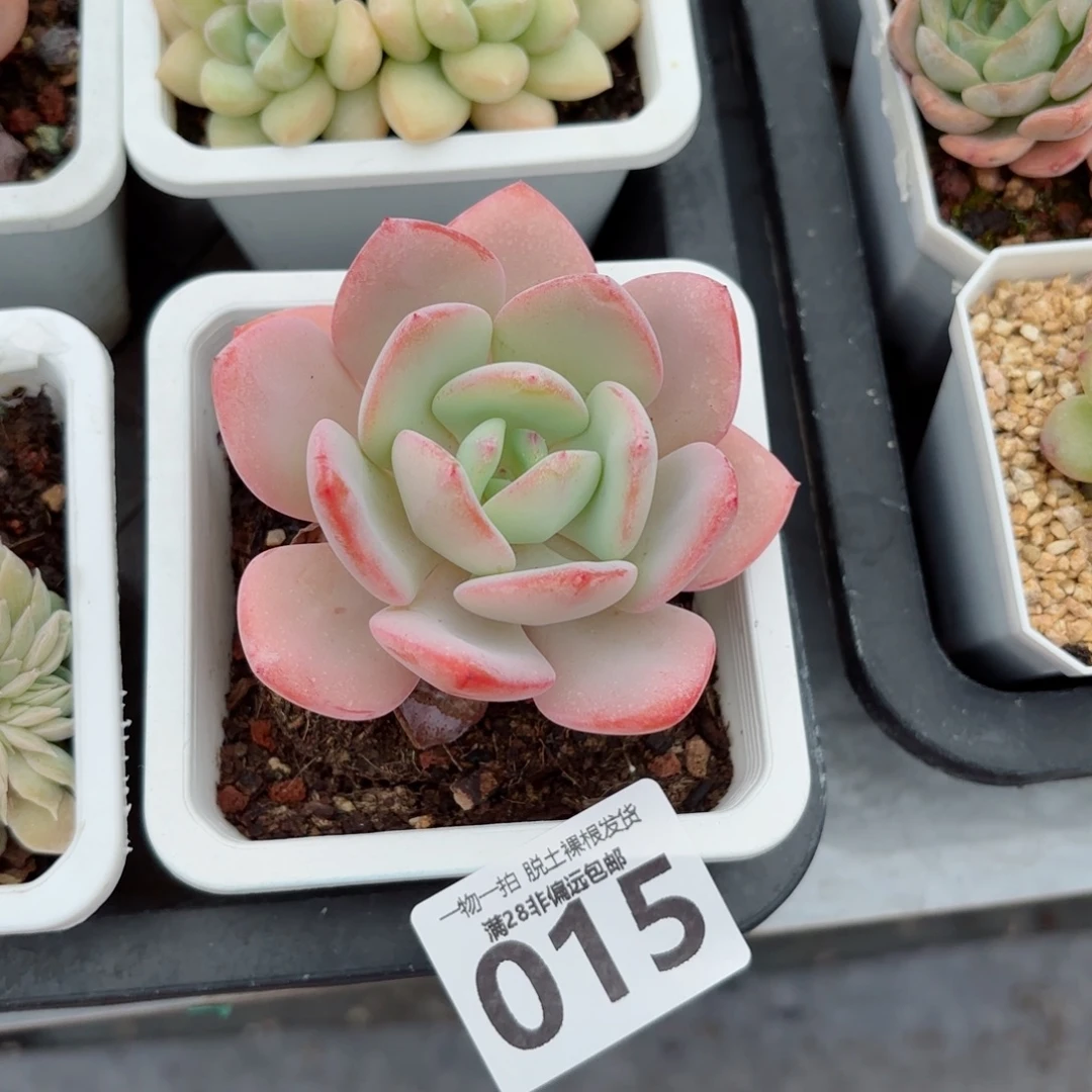 白月光单头无盆土发货