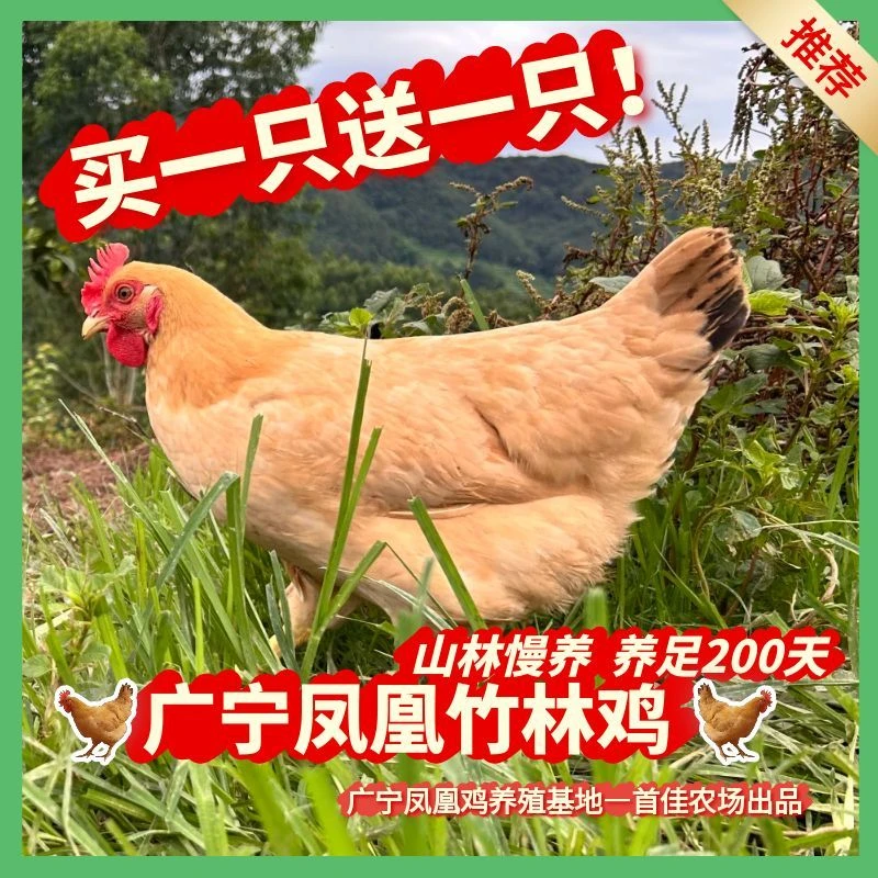 【手工现宰】广宁竹林鸡 养足200天自然散养 毛重9斤-9斤半