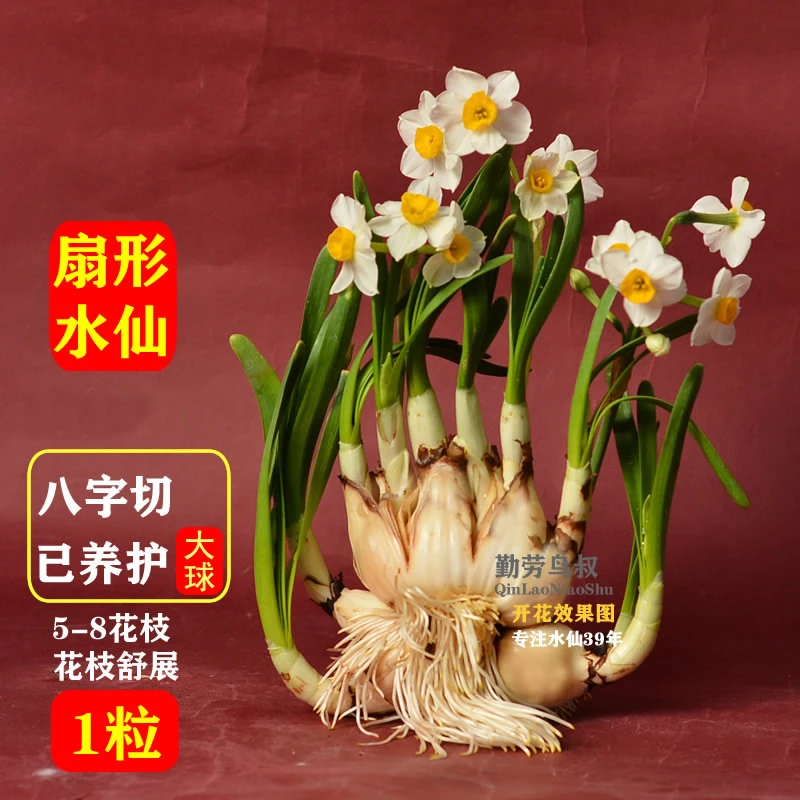 [水仙花王]老师傅水仙花八字切种球+已矮化+已养护 福建省花市花