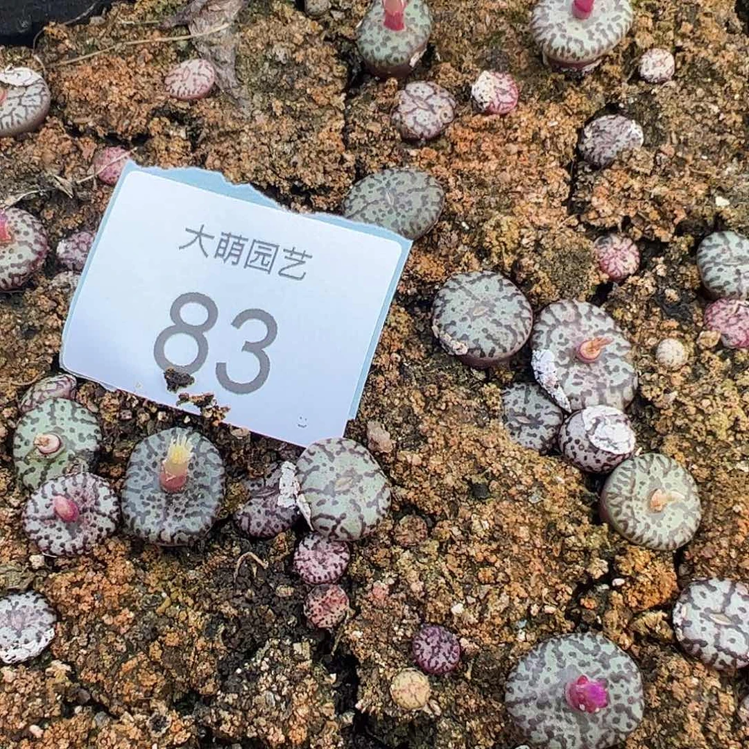 000086量拍霓虹安贞2颗