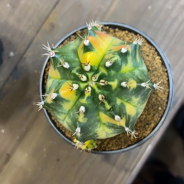 发型种米哈160.888