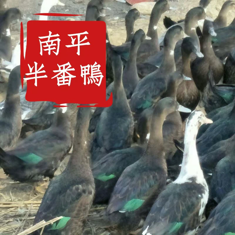 【南平散养半番鸭】福建南平延平农家散养半番鸭1只宰杀顺丰包邮