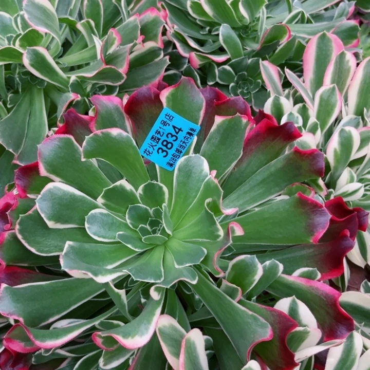 雨花石3834多肉植物