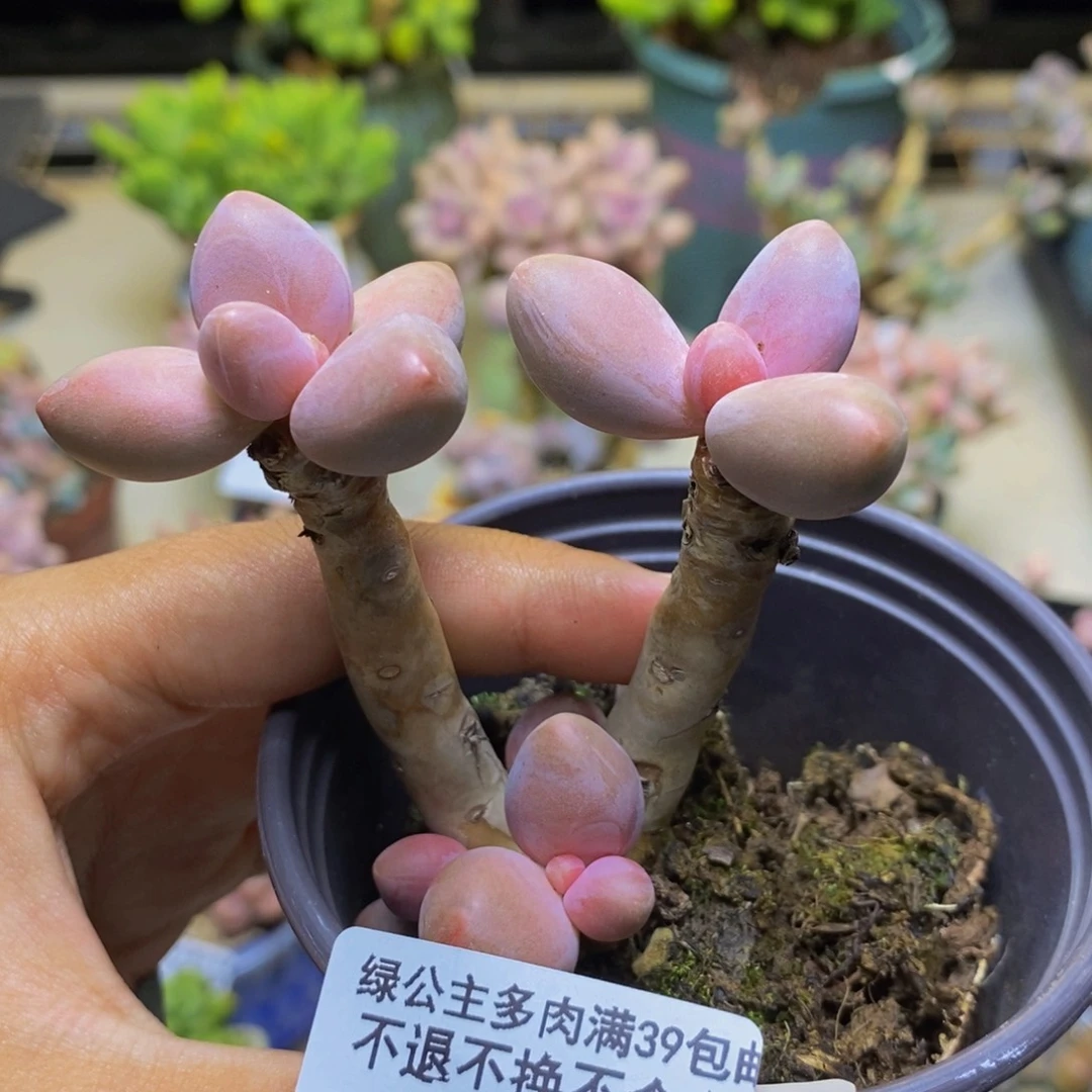 618糖果美人多肉5cm
