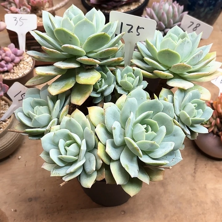 多肉植物，恋曲125号