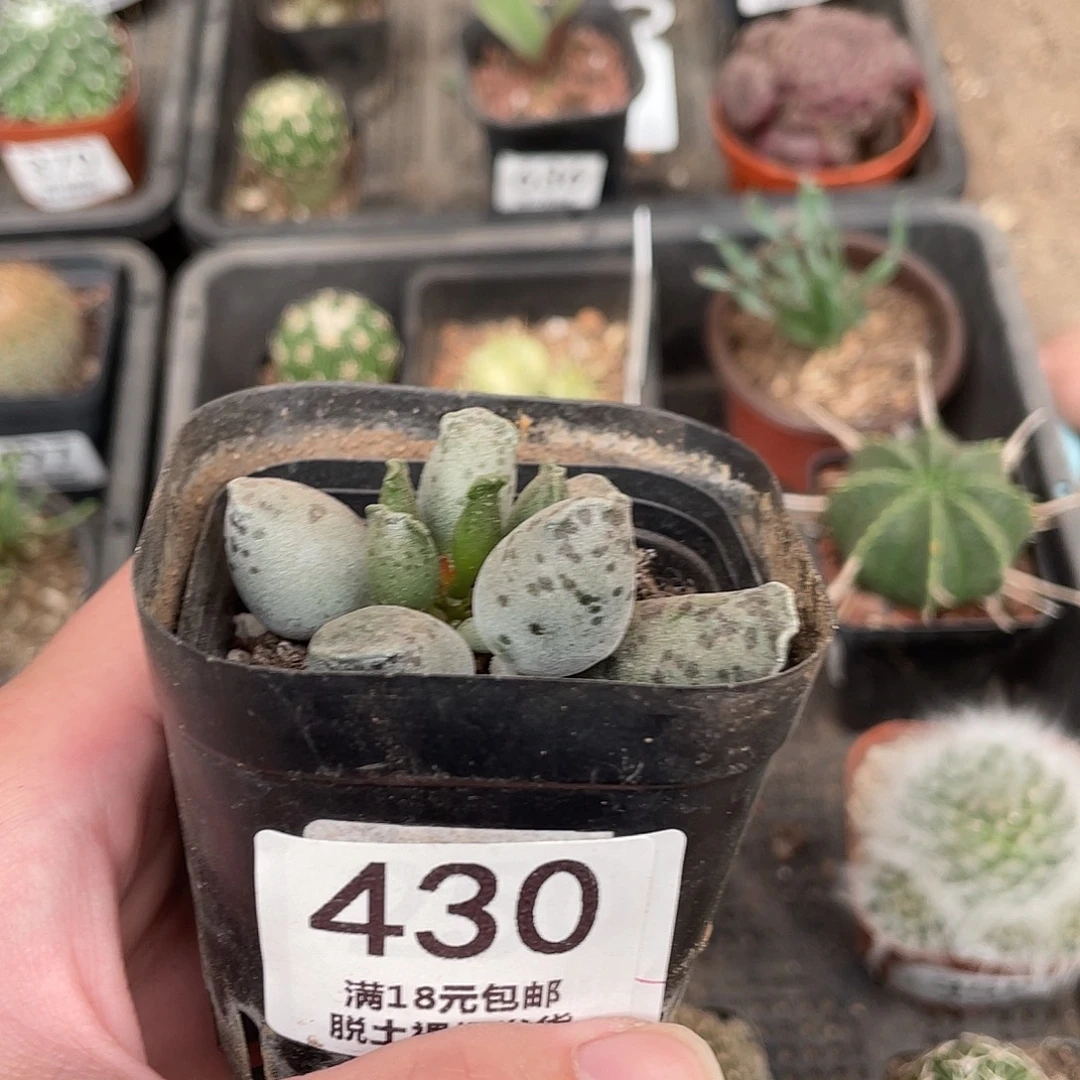 430海豹（满18包邮）