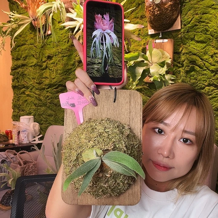 不开花植物nook 银凤 侧 黑牌