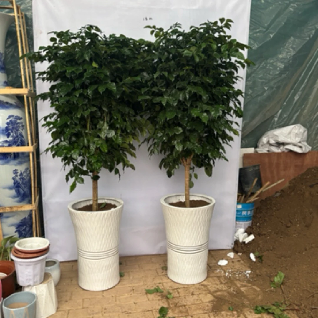 开业乔迁首选单杆幸福树（含瓷盆）送开业祝福彩带1.8米左右