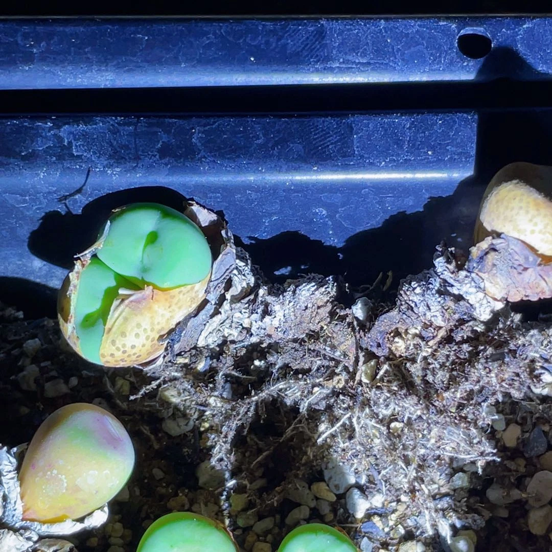 多***我玻尿酸大嘴植物一物一拍