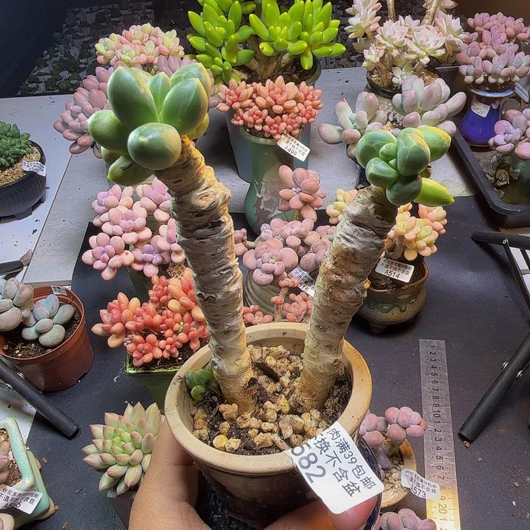 香蕉树582/8cm多肉