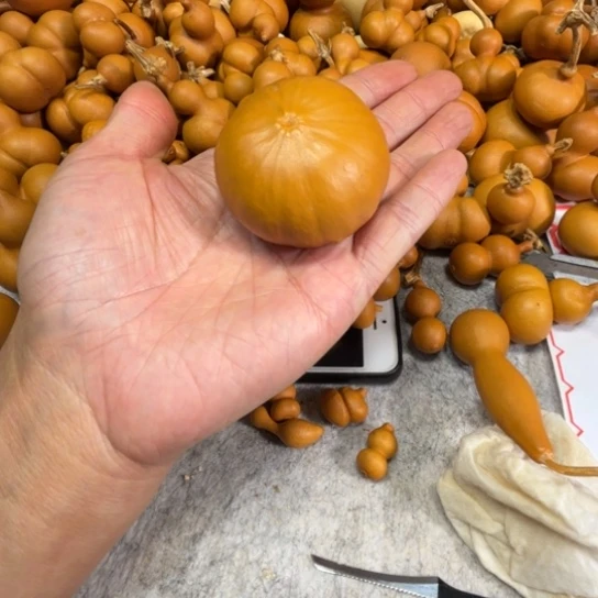 *****会游泳，你的鱼的一把南瓜葫芦，南瓜葫芦