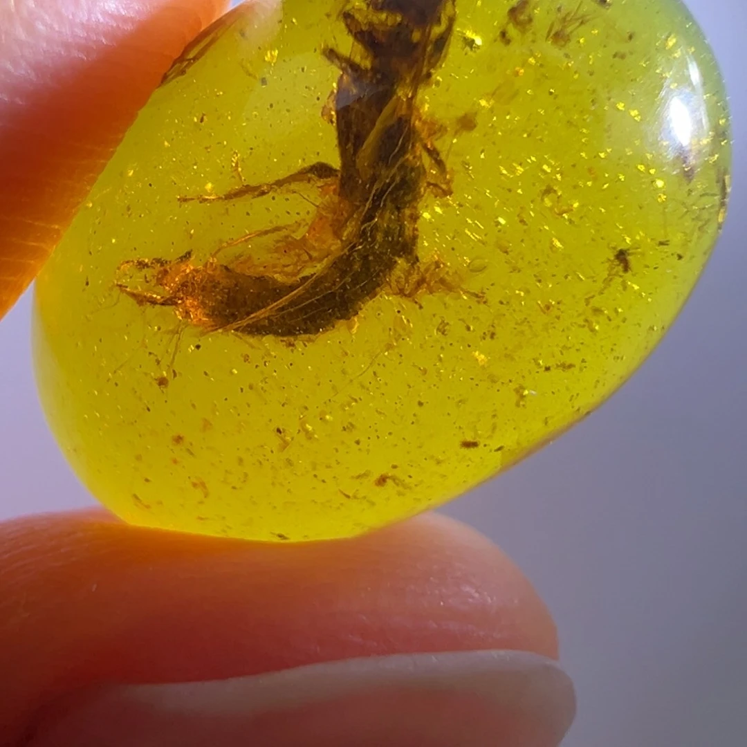 未镶嵌琥珀裸石琥珀虫珀戒面