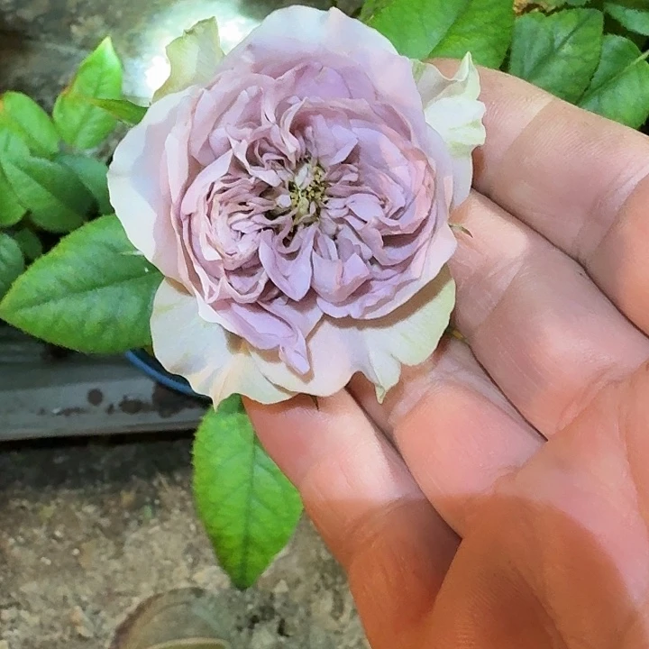 无花朵丽拉别墅小苗