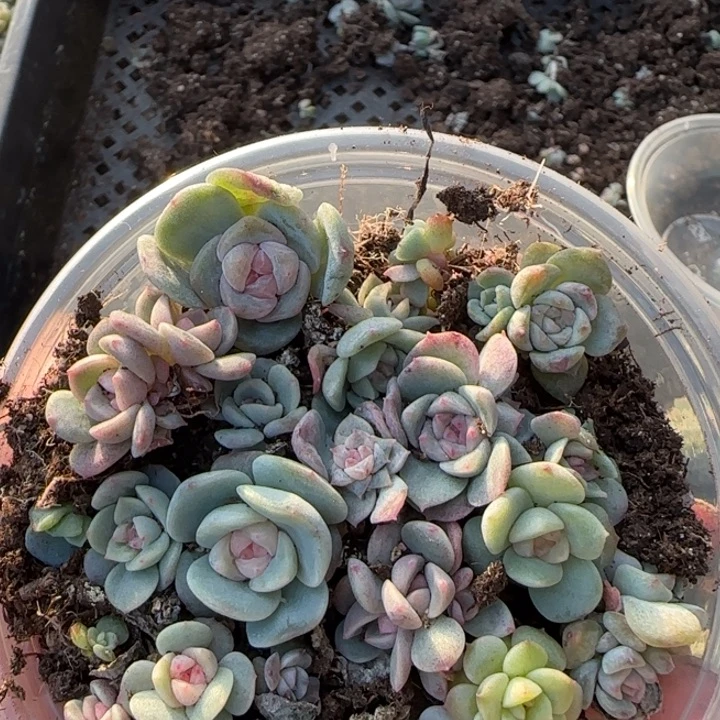 翱***鱼39绝绝子多肉一盆