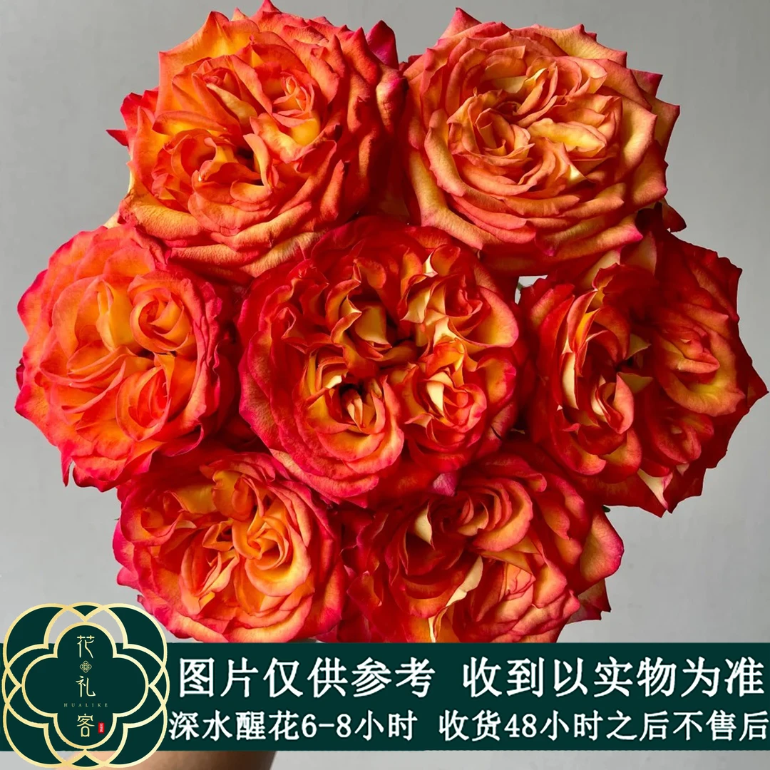 #【凤凰钗】稀有小众鲜切花云南基地直采顺丰直发玫瑰花