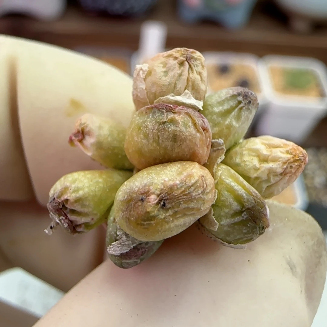 066龙猫斑马福利