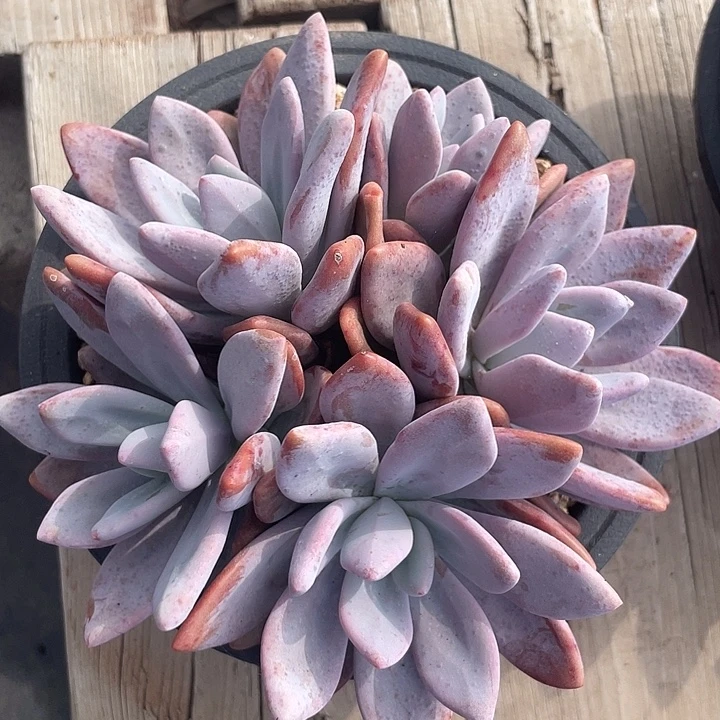粉兔老桩群生多肉植物