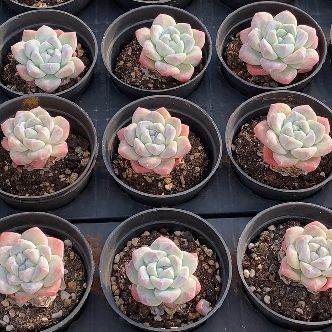 金汇园艺，冰玉单头