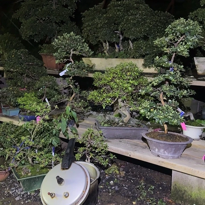 一***九无花朵花卉苗木花卉苗木