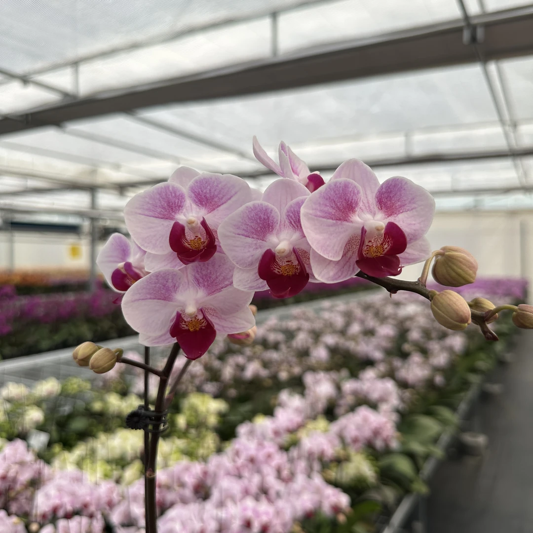 【红媚貂蝉 3.0寸】蝴蝶兰高档鲜花盆栽