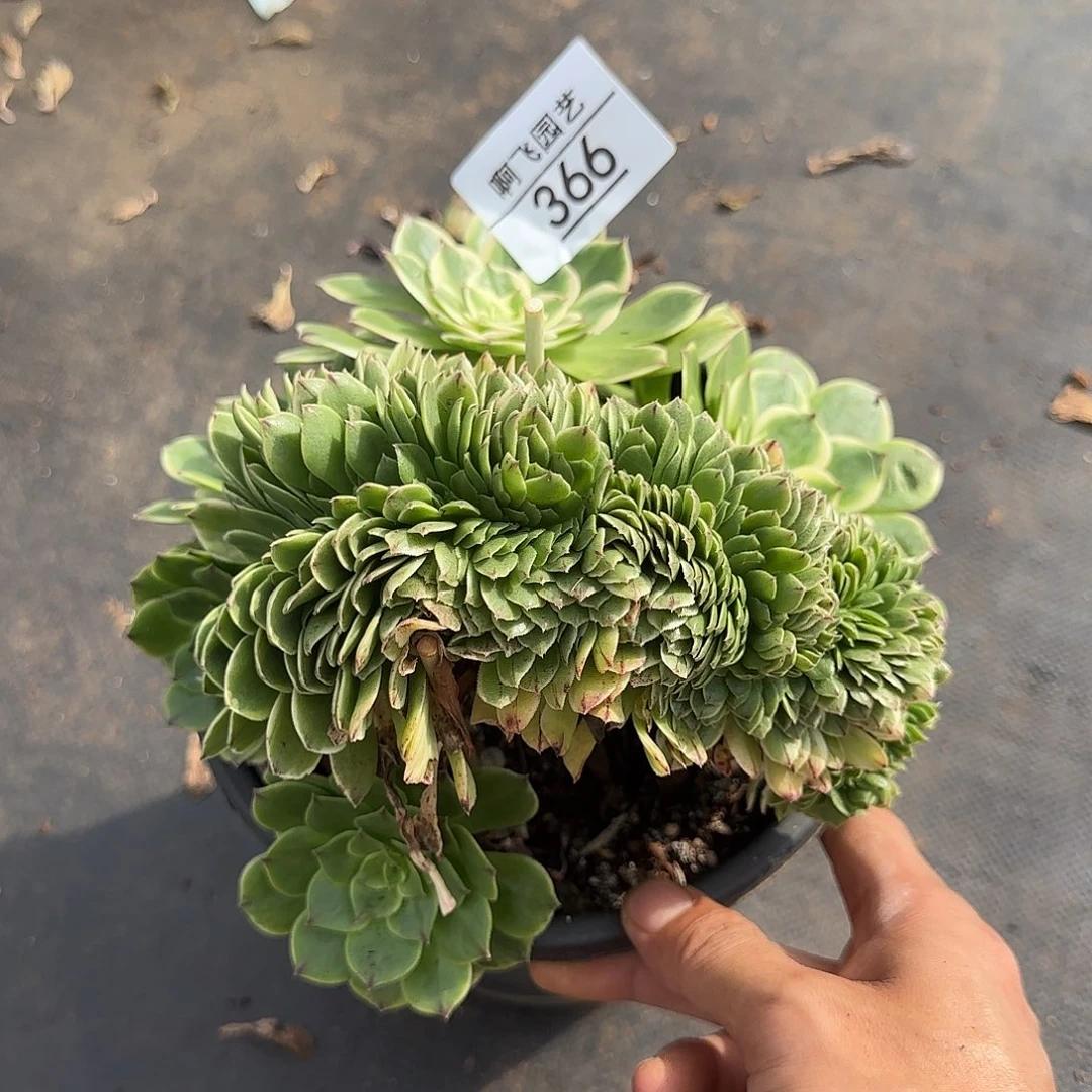 366多肉 伊丽莎白缀福利