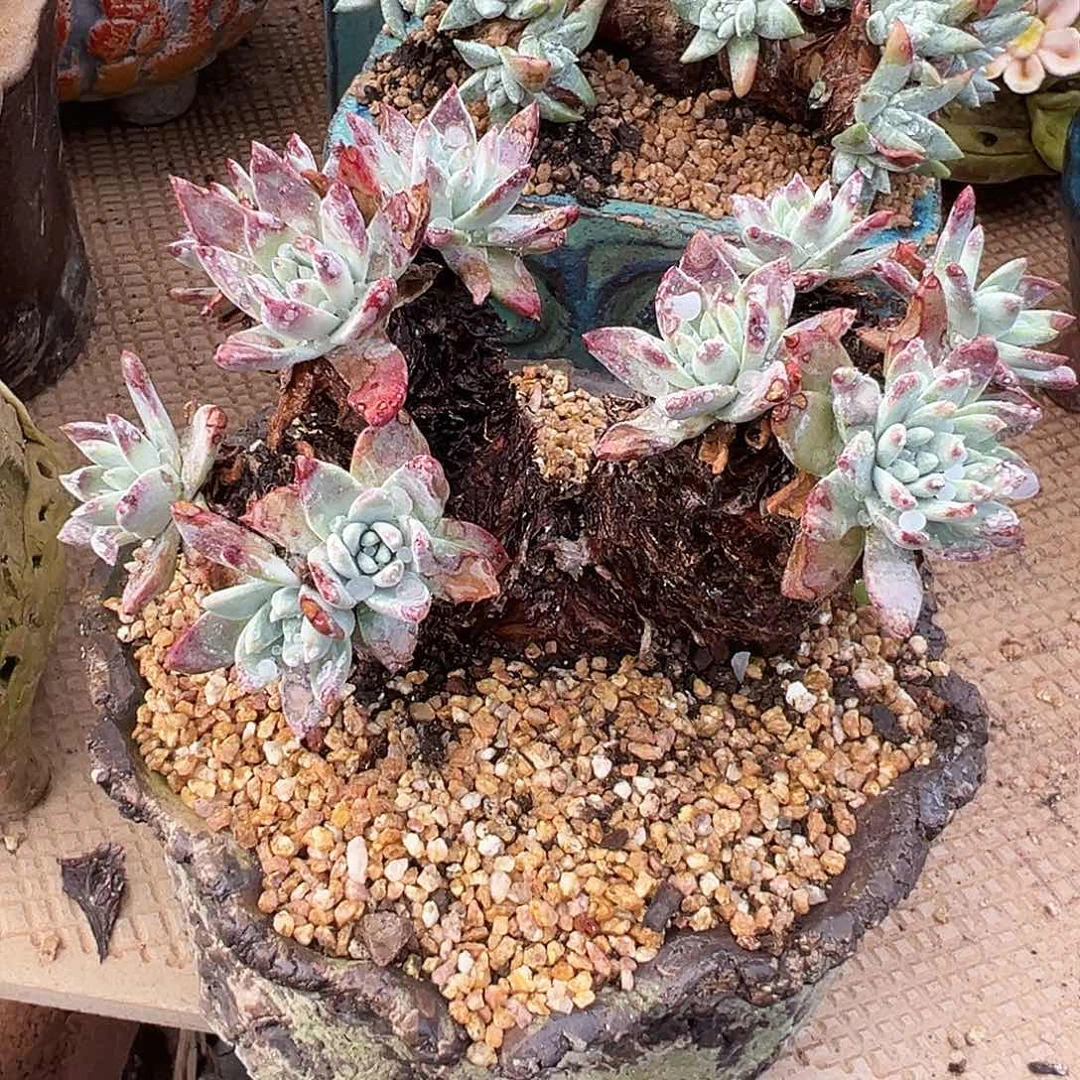 6398苹果叶杂交仙女杯