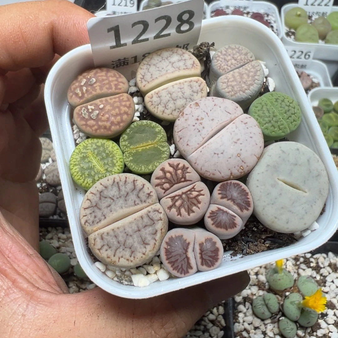 【闪购商品】 1228。