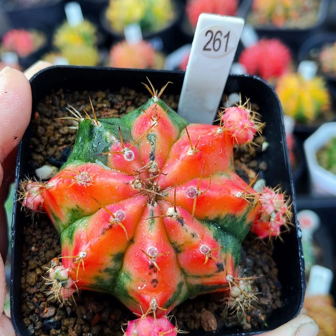 非偏远地区满25包邮仙人球裸根