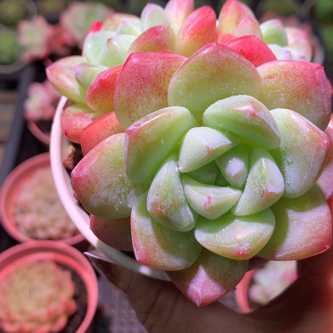 乐然17-107 冰玉群