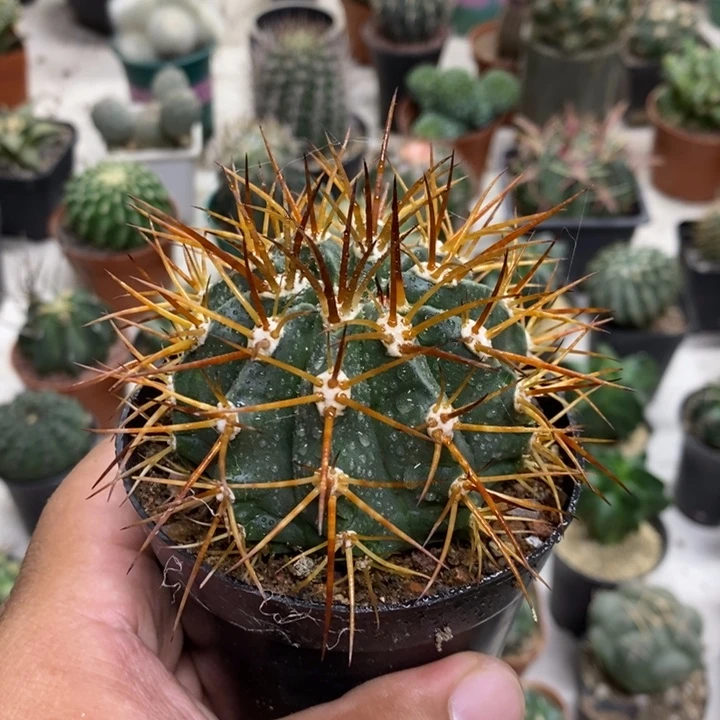 实生狂刺彩云特价