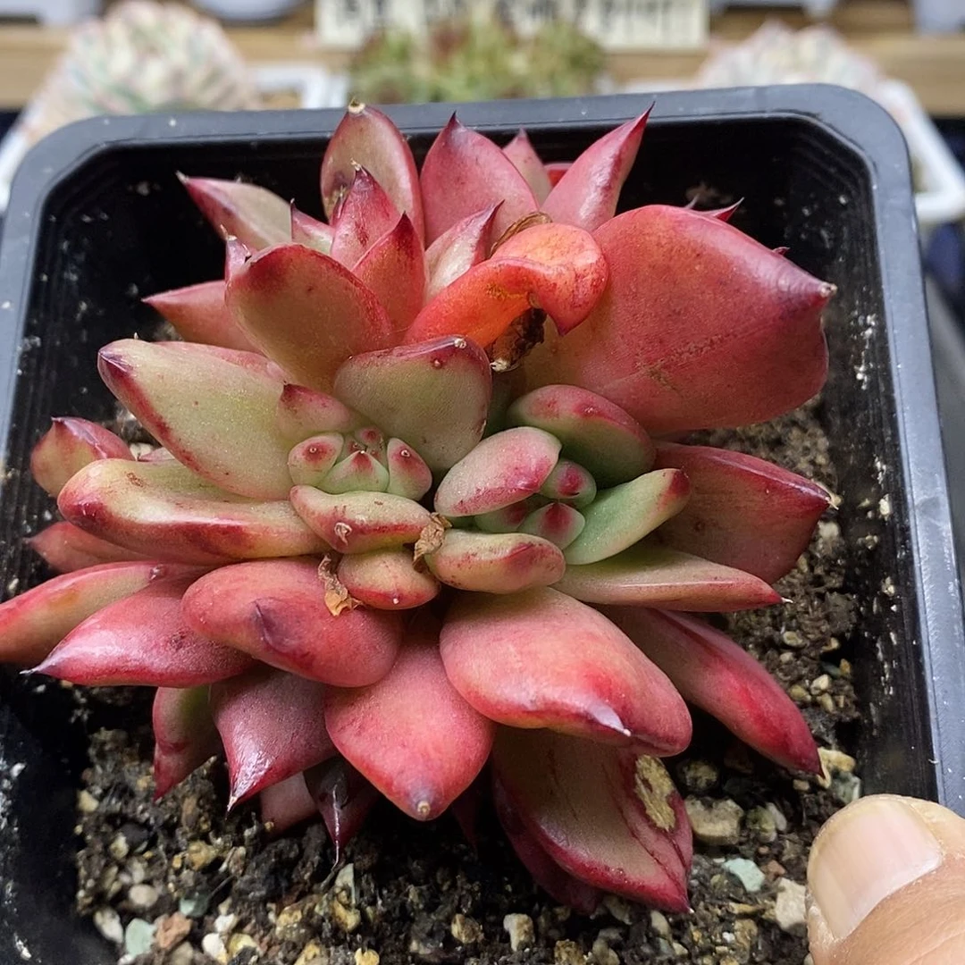 1914 阿姆斯壮拉丝锦群