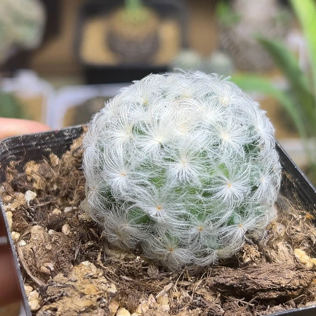 佛头白星实生球一颗